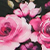 Short Sleeve Mesh Pink Rose Top Pink Rose