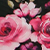 Short Sleeve Mesh Pink Rose Top Pink Rose